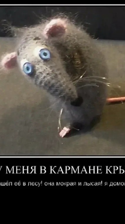 У меня в кармане крыса 😇 я нашёл ее в лесу ! Она мокрая и лысая ! Я тебе ее несу