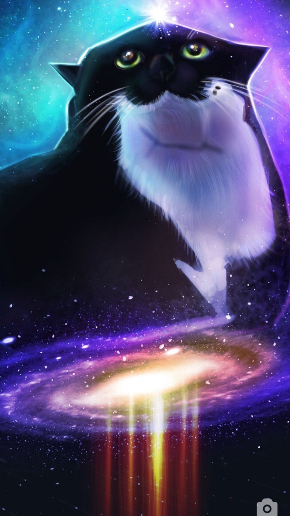 Котость