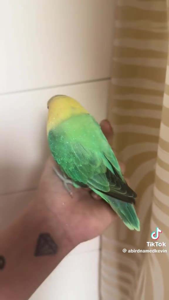 Чат