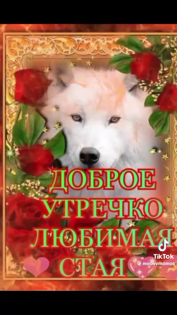 Чат