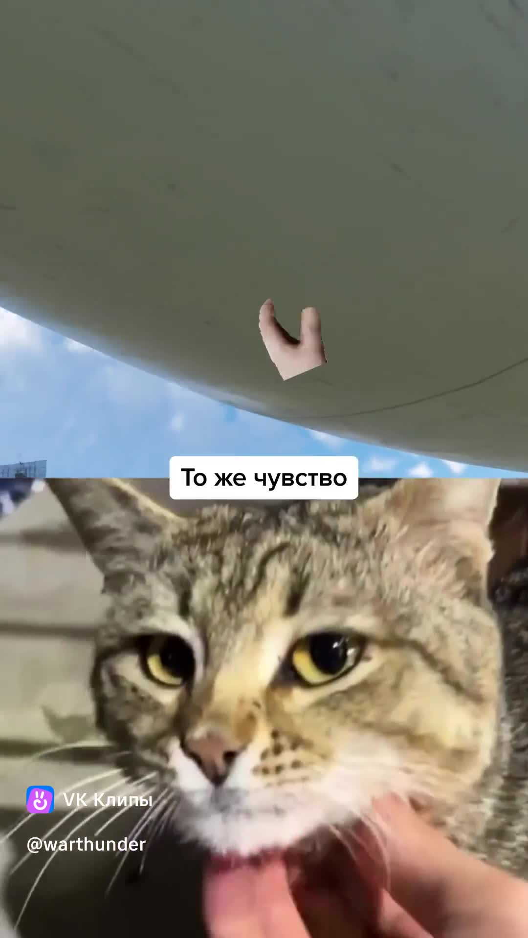 Мой любимый котёнок
